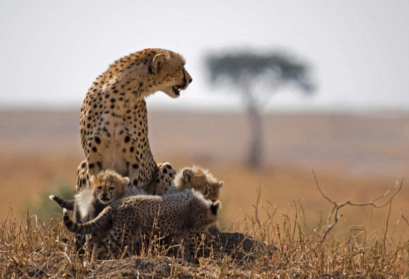 无人,家庭,公园,动物园,站,横图,室外,白天,正面,游戏,草地,草坪,美景,植物,野生动物,非洲,坦桑尼亚,许多,景观,玩,扭头,娱乐,草,树,树木,绿色,自然,动物,站着,张嘴,转头,休闲,温暖,温馨,一家人,景色,生长,成长,活动,和睦,国家公园,发泄,消遣,智力,自然风光,美洲豹,凶猛,张大嘴巴,野生动物园,宣泄,东非,塞伦盖蒂国家公园,坦桑尼亚联合共和国,美洲虎,残暴,凶残,张开嘴,玩耍,嬉戏,站立,彩图,全身,融洽