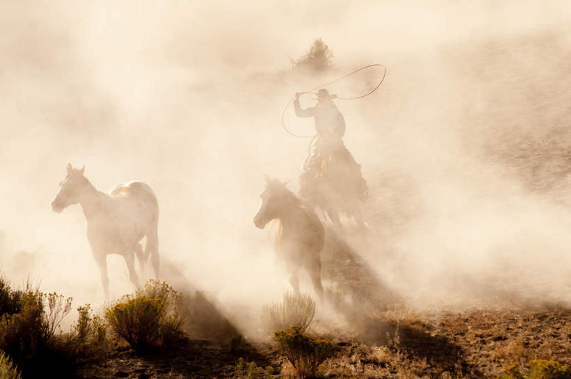 西方人,一个人,跑,横图,室外,白天,正面,马,野生动物,欧洲,欧洲人,仅一个男性,仅一个人,仅一个中年男性,阴影,光线,影子,烟雾,注视,阳光,动物,观察,看,可爱,运输,牲畜,观看,察看,关注,三匹,男人,男性,中年男性,白种人,彩图,全身
