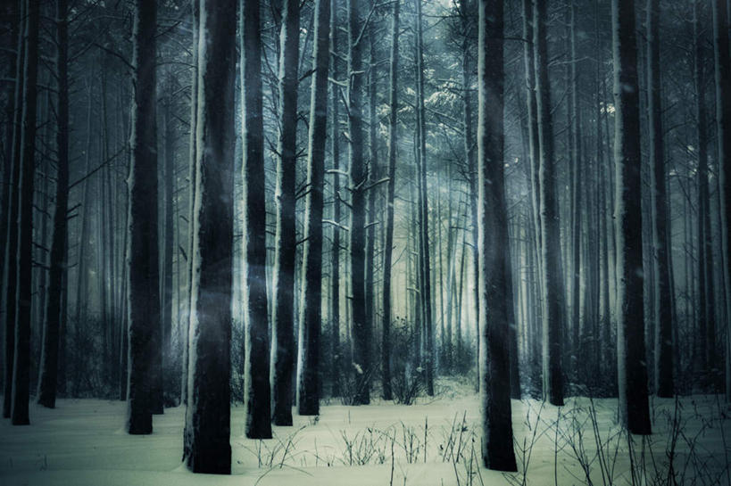 无人,横图,室外,夜晚,正面,旅游,度假,美景,森林,树林,植物,雾,朦胧,模糊,景观,娱乐,树,树木,绿色,自然,享受,休闲,景色,放松,生长,成长,诡异,迷雾,恐怖,自然风光,可怕,可骇,恐惧,大雾,彩图