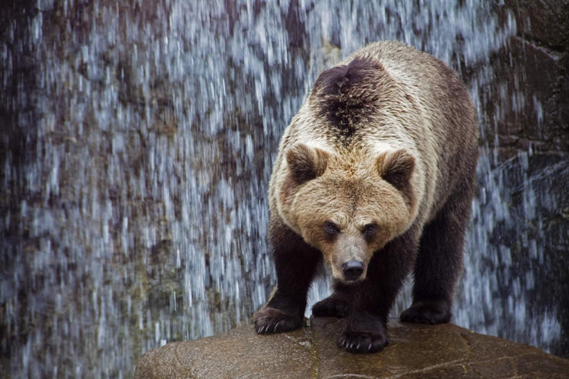 脸,头,脸颊,无人,站,蹲,横图,室外,特写,白天,正面,野生动物,熊,注视,一只,动物,低头,观察,看,站着,观看,察看,关注,凶猛,残暴,凶残,头部,脸部,脸蛋,面部,棕熊,马熊,蹲着,站立,彩图,全身