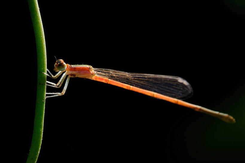 无人,站,横图,室外,白天,侧面,旅游,度假,美景,植物,一根,黑色背景,昆虫,景观,娱乐,树枝,一只,红色,绿色,自然,动物,站着,享受,休闲,景色,放松,生长,成长,自然风光,益虫,豆娘,蜻蛉,站立,彩图,全身