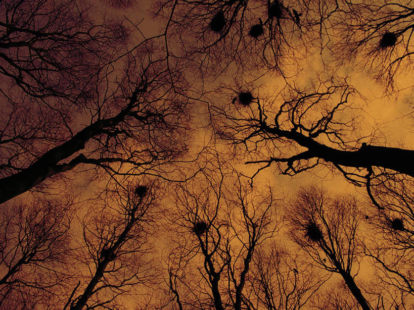 无人,横图,室外,白天,仰视,旅游,度假,美景,日落,树林,植物,加拿大,景观,晚霞,霞光,娱乐,树,树木,绿色,天空,自然,黄昏,天,享受,休闲,景色,彩霞,放松,生长,成长,复杂,北美,北美洲,自然风光,美洲,北亚美利加洲,亚美利加洲,卑诗省,不列颠哥伦比亚,不列颠哥伦比亚省,庞杂,繁杂,冗杂,夕阳,彩图,低角度拍摄