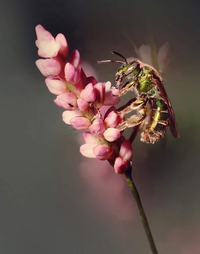 无人,竖图,室外,特写,白天,侧面,旅游,度假,美景,朦胧,模糊,盛开,昆虫,景观,花蕾,停留,娱乐,花,花瓣,花朵,鲜花,一只,粉色,自然,动物,花苞,花蕊,享受,休闲,景色,放松,自然风光,采蜜,害虫,彩图,全身