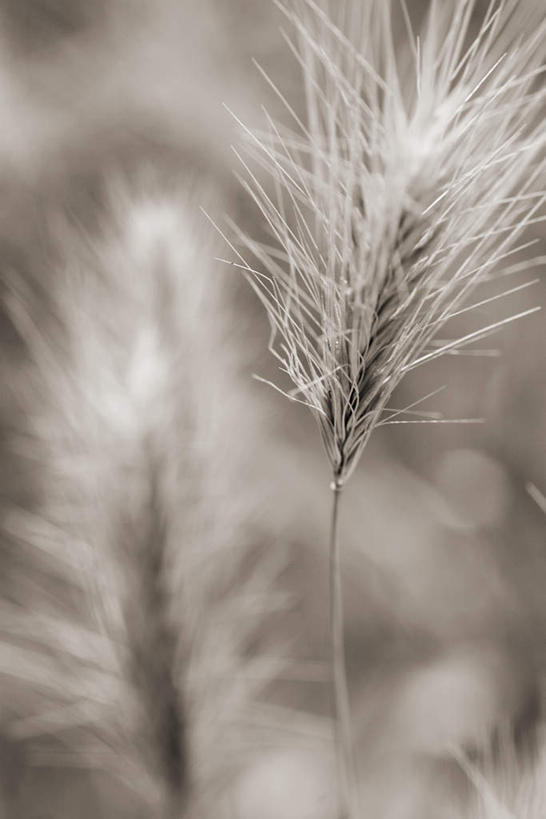 无人,竖图,室外,特写,白天,正面,旅游,度假,草地,草坪,美景,植物,朦胧,模糊,景观,娱乐,狗尾巴草,草,绿色,自然,享受,休闲,狗尾草,景色,放松,自然风光,绿狗尾草,谷莠子,彩图