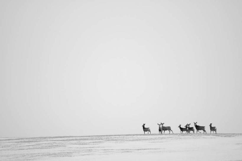 无人,站,横图,室外,白天,侧面,旅游,度假,美景,哺乳动物,鹿,野生动物,地平线,景观,辽阔,地面,注视,娱乐,蓝色,蓝天,天空,自然,动物,天,观察,看,站着,享受,休闲,广阔,景色,放松,可爱,活泼,晴朗,观看,一望无际,察看,关注,自然风光,延伸,黑尾鹿,骡鹿,万里无云,天地相交,无边无际,一马平川,北美骡鹿,沙漠长耳鹿,沙漠黑尾鹿,沙漠驴鹿,沙漠骡鹿,晴空,晴空万里,站立,彩图,全身