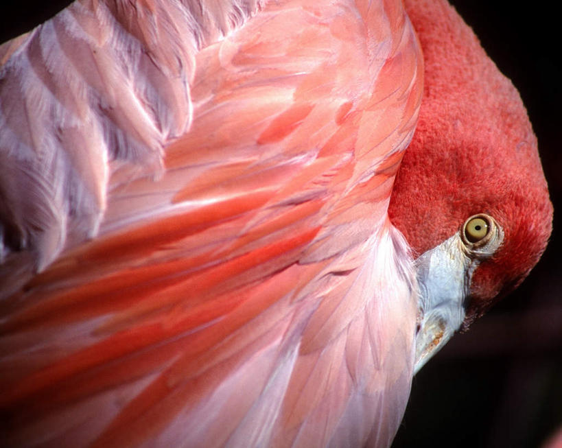 眼睛,睫毛,无人,站,横图,室外,特写,白天,正面,鸟,瞳孔,黑色背景,红鹤,火烈鸟,鸟类,注视,一只,观察,看,站着,眼部,摄影,影棚,观看,察看,关注,眼,站立,半身,彩图,影棚拍摄,拍摄