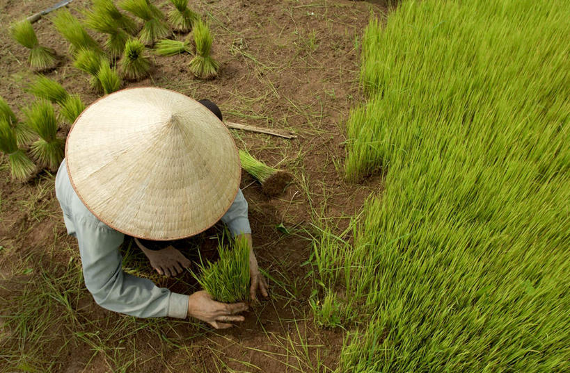 东方人,一个人,农田,蹲,横图,俯视,室外,白天,农业,庄稼,农作物,帽子,亚洲,仅一个女性,仅一个人,握,服装,朦胧,模糊,草帽,稻田,谷物,水稻,拿,拿着,注视,休闲装,黄种人,稻,衣服,观察,看,仅一个中年女性,休闲,休闲服,握着,服饰,观看,察看,关注,插秧,女人,女性,中年女性,亚洲人,蹲着,彩图,高角度拍摄,全身,耕地,庄稼田