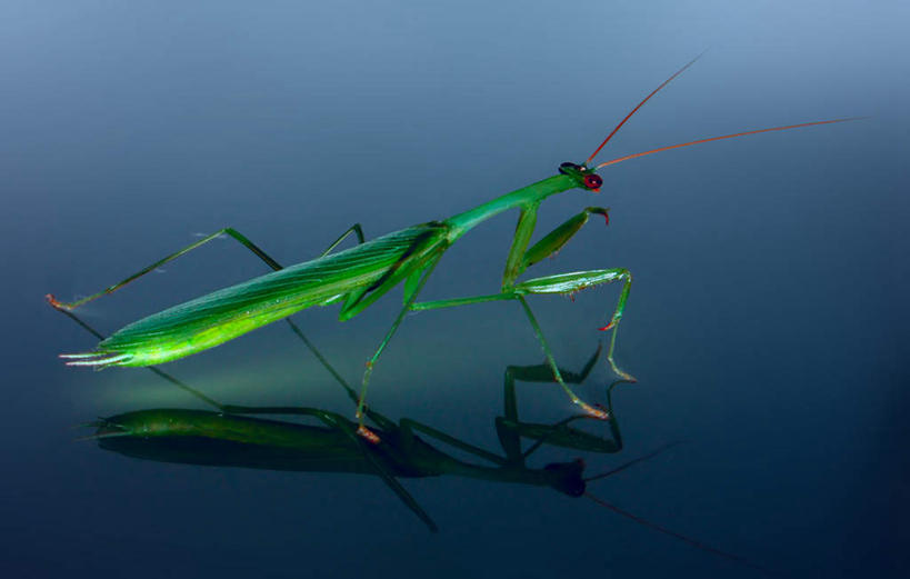 无人,横图,俯视,室内,白天,灰色背景,昆虫,螳螂,一只,绿色,动物,摄影,影棚,刀螂,益虫,大刀螂,彩图,高角度拍摄,全身,影棚拍摄,拍摄