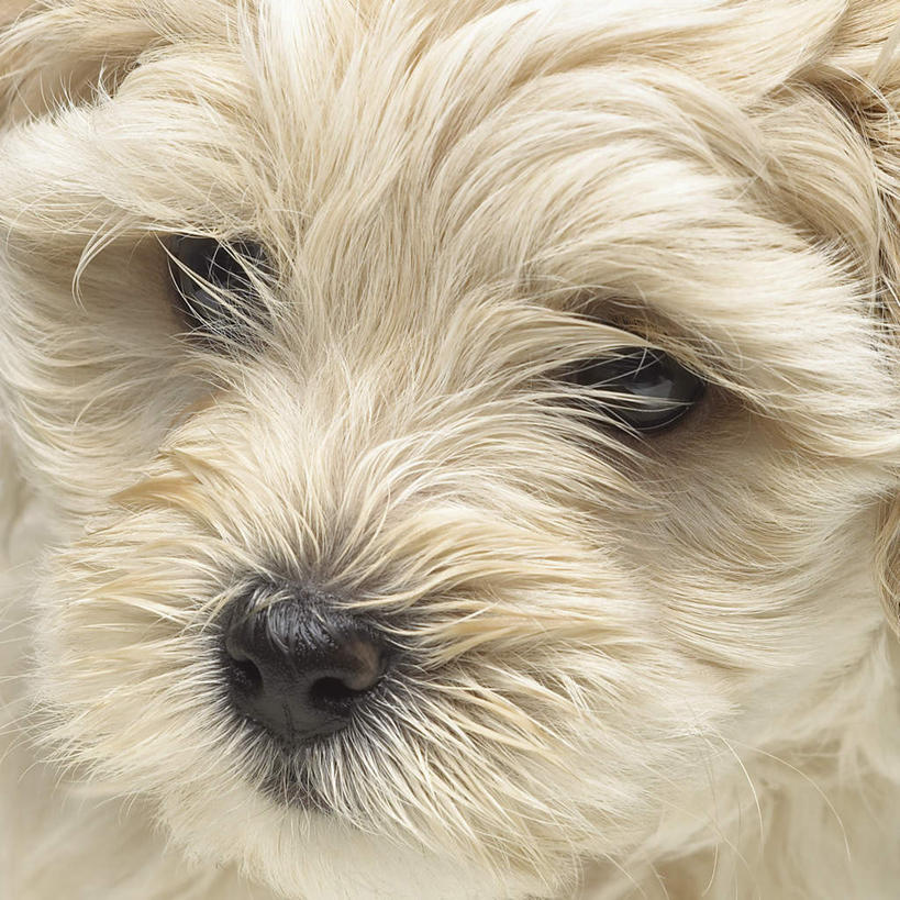 脸,头,鼻子,脸颊,无人,方图,俯视,室外,特写,白天,宠物,狗,毛,注视,北京犬,狮子狗,一只,白色,动物,观察,看,可爱,观看,察看,关注,忠诚,北京宫廷犬,京巴,头部,鼻,鼻孔,脸部,脸蛋,面部,犬,半身,彩图,高角度拍摄