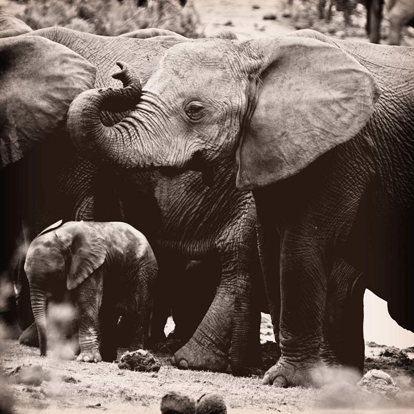 鼻子,无人,公园,站,举,方图,室外,白天,侧面,美景,哺乳动物,大象,野生动物,非洲,南非,一群,卷曲,景观,野外,自然,动物,托,站着,景色,卷,国家公园,自然风光,阿非利加洲,南非共和国,阿多大象国家公园,开普省,鼻,鼻孔,象,举起,举手,举着,向上举,向上伸,向上托,站立,半身,彩图