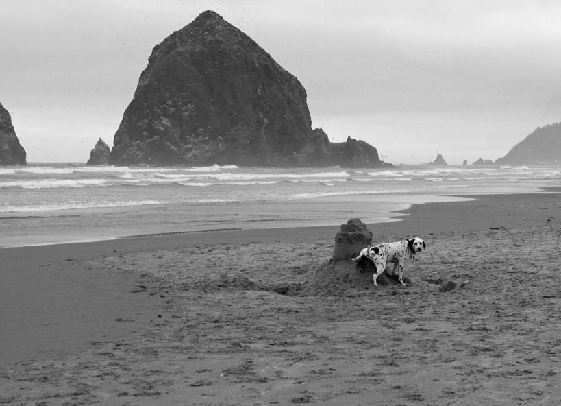 无人,横图,黑白,室外,白天,正面,海浪,海洋,礁石,石头,沙滩,宠物,狗,小便,沙子,石子,岛,海岸,浪花,斑点狗,大麦町犬,沙地,蓝色,蓝天,天空,海水,动物,天,可爱,沙雕,海景,忠诚,斑点犬,大海,风浪,海,海水的波动,海滩,礁,近岸浪,石块,岩石,涌浪,犬,全身