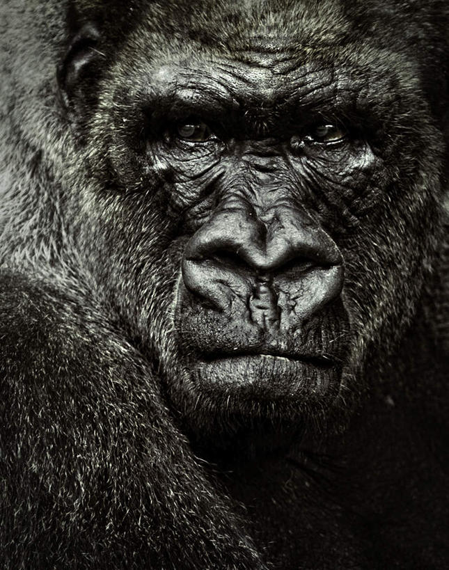 脸,头,脸颊,无人,站,竖图,黑白,室内,白天,正面,猩猩,一头,注视,观察,看,站着,观看,察看,恐怖,关注,大猩猩,可怕,可骇,金刚猩猩,恐惧,头部,脸部,脸蛋,面部,站立,半身