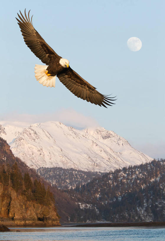 无人,公园,竖图,室外,白天,正面,旅游,度假,海浪,海洋,美景,山,雪,雪山,大雪,鸟,野生动物,鹰,美国,飞翔,伸展,张开,展翅,阴影,飞行,光线,翅膀,鸟类,影子,冰,积雪,景观,浪花,山峰,雪景,云,云朵,冬季,冬天,山峦,翱翔,云彩,注视,娱乐,飞,一只,蓝色,白云,蓝天,天空,阳光,自然,海水,动物,天,观察,看,享受,休闲,景色,放松,寒冷,晴朗,观看,察看,冰冷,北美,北美洲,国家公园,关注,自然风光,美洲,白头鹰,凶猛,海景,张开翅膀,鸢,阿拉斯加,阿拉斯加州,海雕,白头海雕,北亚美利加洲,亚美利加洲,严寒,冰凉,酷寒,凛冽,凛凛,极冷,最后的边疆,午夜阳光之地,美洲雕,展开翅膀,基奈峡湾国家公园,基奈半岛,苏厄德,残暴,凶残,大海,风浪,海,海水的波动,近岸浪,涌浪,晴空,彩图,全身,美利坚合众国
