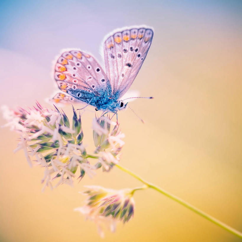 无人,方图,室外,特写,白天,侧面,美景,蝴蝶,伸展,张开,展翅,阴影,朦胧,模糊,盛开,光线,翅膀,昆虫,影子,景观,花蕾,注视,停留,花,花瓣,花朵,鲜花,一只,阳光,自然,动物,花苞,花蕊,观察,看,景色,观看,停止,察看,关注,自然风光,益虫,张开翅膀,逗留,停顿,展开翅膀,灰蝶,彩图,全身