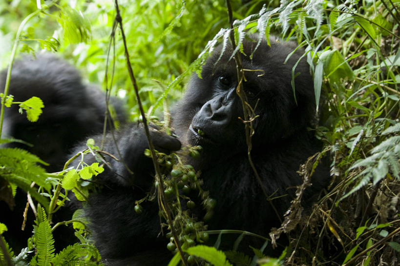 头,无人,坐,横图,室外,特写,白天,正面,美景,树林,植物,哺乳动物,野生动物,猩猩,两头,阴影,光线,影子,景观,注视,树,树木,绿色,阳光,自然,动物,观察,看,景色,生长,成长,观看,察看,关注,自然风光,大猩猩,金刚猩猩,山地大猩猩,高山大猩猩,头部,坐着,半身,彩图