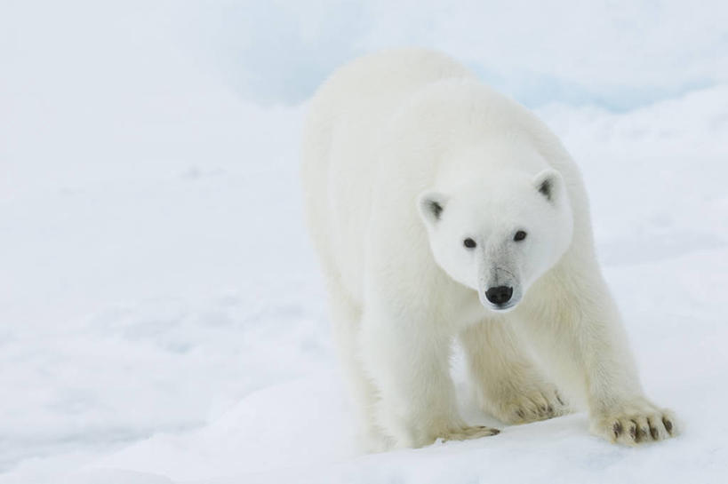无人,走,横图,室外,白天,正面,旅游,度假,美景,雪,大雪,北极熊,野生动物,熊,挪威,欧洲,一头,阴影,光线,影子,积雪,景观,雪景,冬季,冬天,注视,娱乐,阳光,自然,动物,观察,看,享受,休闲,景色,放松,寒冷,观看,察看,斯堪的纳维亚,关注,自然风光,北欧,斯堪的那维亚,斯堪的那维亚半岛,斯堪的纳维亚半岛,凶猛,斯瓦尔巴群岛,严寒,挪威王国,斯匹次卑尔根群岛,残暴,凶残,白熊,步行,散步,走路,彩图,全身