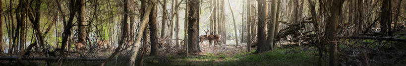 无人,横图,室外,白天,正面,旅游,度假,美景,树林,植物,美国,阴影,光线,影子,景观,树桩,首都,娱乐,树,树干,树木,绿色,阳光,自然,享受,休闲,木桩,景色,放松,生长,成长,北美,北美洲,自然风光,美洲,华盛顿特区,首府,华盛顿哥伦比亚特区,华府,北亚美利加洲,亚美利加洲,哥伦比亚特区,宾夕法尼亚大道,彩图,美利坚合众国