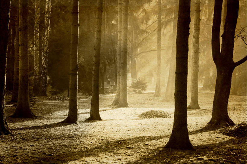 无人,横图,室外,白天,正面,旅游,度假,美景,树林,植物,欧洲,波兰,阴影,梦幻,发光,光束,光线,影子,景观,光亮,娱乐,树,树木,绿色,阳光,自然,享受,休闲,景色,放松,生长,成长,未来,发亮,自然风光,憧憬,中欧,波兰共和国,彩图