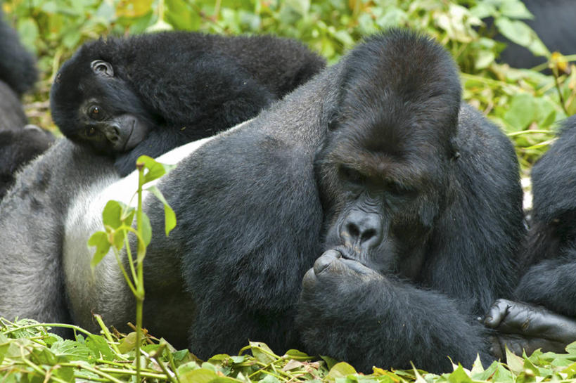 无人,横图,室外,白天,正面,草地,草坪,美景,植物,哺乳动物,野生动物,猩猩,握,阴影,光线,影子,景观,扭头,注视,草,绿色,阳光,自然,动物,观察,看,趴着,转头,两只,景色,握着,观看,察看,关注,自然风光,大猩猩,金刚猩猩,山地大猩猩,银背大猩猩,高山大猩猩,趴,半身,彩图