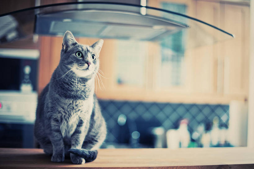 无人,坐,横图,室内,白天,正面,厨房,宠物,猫,厨具,阴影,朦胧,模糊,反射,工具,影子,注视,干净,一只,动物,观察,看,可爱,油烟机,观看,察看,卫生,吸油烟机,关注,猫咪,坐着,彩图,全身,灶间