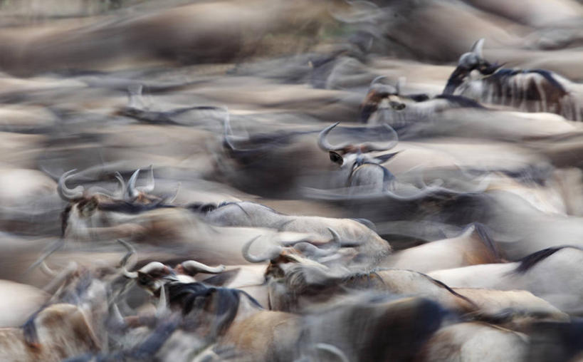 无人,横图,俯视,室外,白天,美景,野生动物,羊,非洲,肯尼亚,一群,许多,奔驰,阴影,光线,羚羊,影子,景观,很多,注视,阳光,自然,动物,奔跑,观察,看,景色,可爱,活泼,观看,察看,关注,自然风光,阿非利加洲,肯尼亚共和国,犬羚,半身,彩图,高角度拍摄