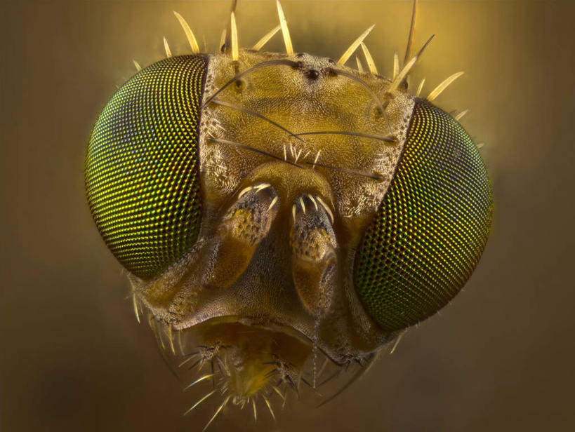 头,眼睛,无人,横图,室外,特写,白天,正面,微距,阴影,朦胧,模糊,光线,细菌,纹路,昆虫,纹理,影子,注视,停留,一只,绿色,阳光,动物,观察,看,眼部,观看,停止,察看,关注,病菌,肌理,害虫,传染,逗留,停顿,果蝇,头部,眼,半身,彩图,微距摄影