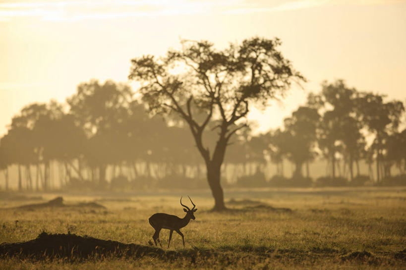 无人,公园,站,横图,室外,白天,正面,旅游,度假,快乐,草地,草坪,美景,日落,植物,野生动物,羊,非洲,肯尼亚,羚羊,景观,晚霞,霞光,落日,背光,娱乐,草,树,树木,一只,绿色,天空,自然,黄昏,动物,天,站着,享受,休闲,景色,彩霞,放松,可爱,活泼,生长,成长,国家公园,自然风光,逆光,黑斑羚,阿非利加洲,金合欢,鸭皂树,稍纵即逝,肯尼亚共和国,马赛马拉国家公园,夕照,斑羚,薄暮,金合欢树,高角羚,夕阳,站立,彩图,全身,傍晚,马赛马拉,马赛马拉国家保护区,马赛马拉国家野生动物保护区,斜阳