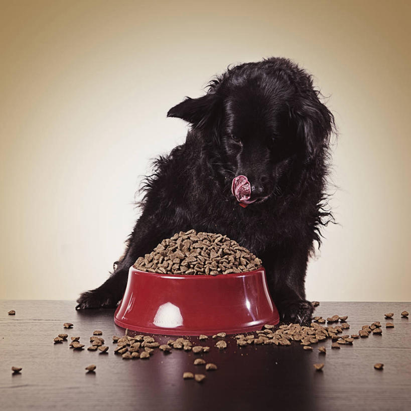 点心,无人,方图,室内,白天,正面,桌面,桌子,宠物,狗,餐具,一堆,许多,阴影,堆叠,堆积,灰色背景,反射,木制,碟子,盘,影子,食品,很多,营养,注视,吐舌头,食物,一个,一只,红色,灰色,动物,盘子,木制品,碟,饼干,零食,低头,观察,看,可爱,搭,摄影,影棚,单个,观看,堆,察看,狗粮,搭着,关注,饲料,忠诚,舌头,犬,半身,彩图,影棚拍摄,拍摄,狗饼干,犬粮