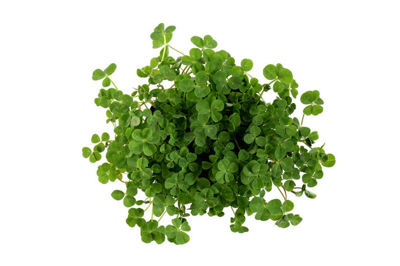 无人,横图,室内,特写,白天,白色背景,正面,幸福,植物,叶子,许多,纹理,三叶草,绿叶,很多,绿色,嫩叶,摄影,影棚,车轴草,苜蓿,肌理,叶,叶片,叶脉,彩图,影棚拍摄,拍摄