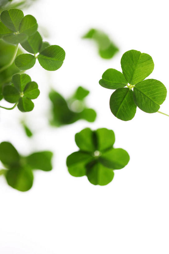 无人,竖图,室内,特写,白天,白色背景,正面,自由,叶子,许多,绿叶,四叶草,很多,幸运草,嫩叶,摄影,影棚,和平,牛角花,统一,团结,幸运,叶,叶片,彩图,影棚拍摄,拍摄