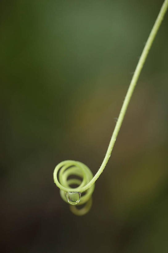 无人,竖图,室外,特写,白天,正面,美景,植物,朦胧,模糊,曲折,弯曲,景观,绿色,自然,景色,蜿蜒,生长,成长,蕨类,蕨类植物,自然风光,彩图