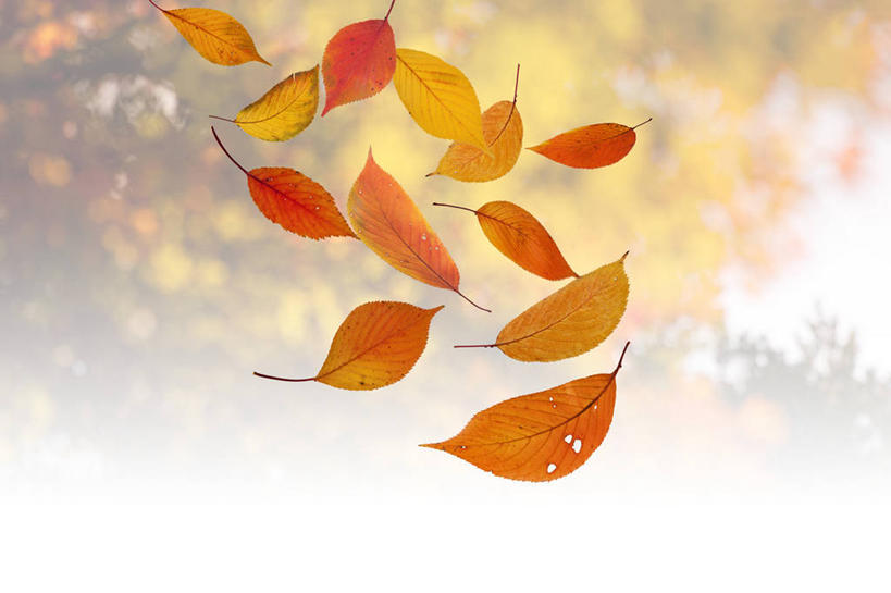 无人,横图,室内,特写,白天,正面,数码,科技,秋季,叶子,阴影,朦胧,模糊,漂浮,飘扬,网络,枯叶,落叶,高光,几何,计算机图形,飘落,合成,下沉,电脑合成图,数码合成图,合成图,降落,写实,具体,具象,飘零,叶,叶片,秋,秋天,彩图