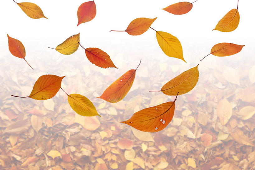 无人,横图,室内,白天,正面,数码,科技,秋季,叶子,阴影,漂浮,飘扬,网络,枯叶,落叶,高光,几何,计算机图形,飘落,合成,下沉,电脑合成图,数码合成图,合成图,降落,写实,具体,具象,飘零,叶,叶片,秋,秋天,彩图