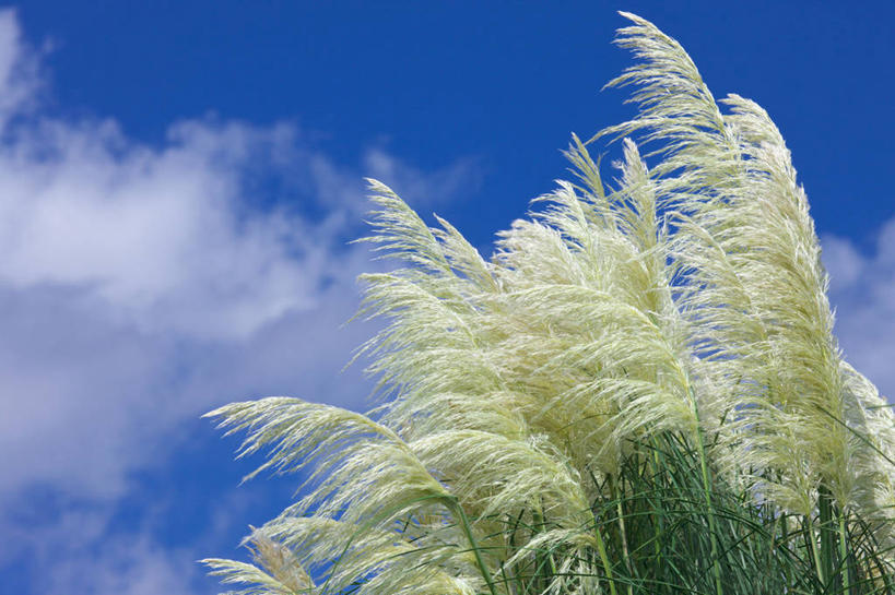 无人,横图,室外,白天,仰视,美景,植物,阴影,枯萎,光线,影子,景观,云,云朵,枯草,草药,药草,云彩,中药,草,黄色,蓝色,白云,蓝天,天空,阳光,自然,天,景色,晴朗,自然风光,药材,中草药,中药材,本草,粉绿狐尾藻,羽毛草,晴空,彩图,低角度拍摄