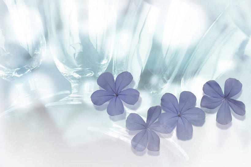 无人,横图,室内,特写,白天,正面,朦胧,模糊,盛开,花蕾,花,花瓣,花朵,鲜花,蓝色,花苞,花蕊,忧郁,蓝雪花,蓝花丹,蓝茉莉,冷淡,彩图,雪蓝花