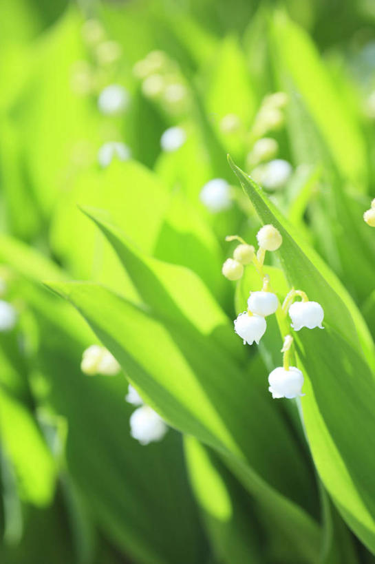 无人,竖图,室外,特写,白天,正面,幸福,美景,叶子,阴影,朦胧,模糊,盛开,光线,影子,景观,铃兰花,绿叶,花蕾,花,花瓣,花朵,鲜花,白色,阳光,自然,花苞,花蕊,嫩叶,景色,铃铛花,铃兰,自然风光,君影草,山谷百合,香水花,思念,叶,叶片,彩图