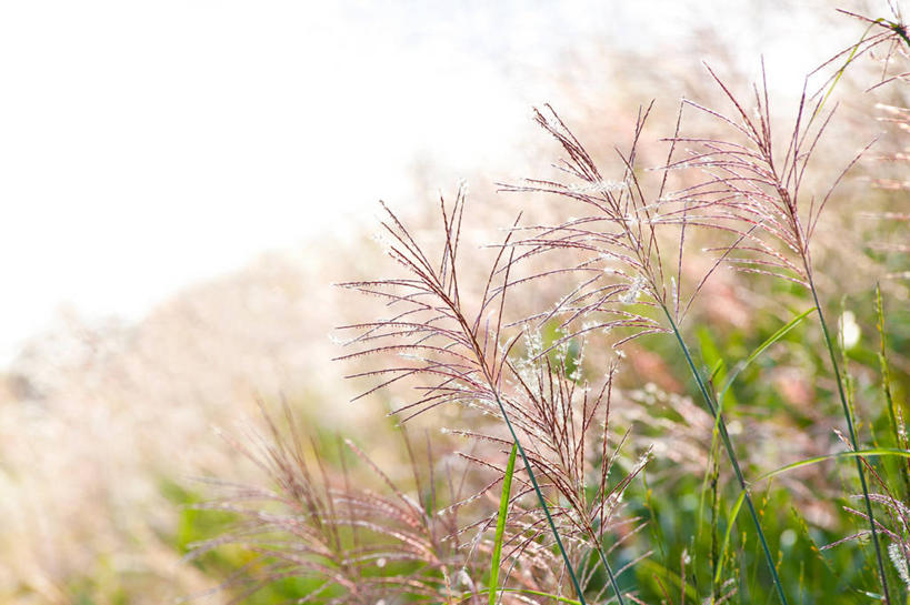 无人,横图,室外,特写,白天,正面,美景,植物,日本,亚洲,阴影,枯萎,朦胧,模糊,光线,影子,景观,枯草,草,黄色,天空,阳光,自然,天,景色,自然风光,东亚,本州,关东地方,本州岛,日本国,栃木,栃木县,彩图