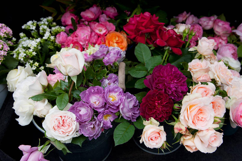 无人,横图,俯视,室内,特写,白天,爱情,幸福,纯洁,智慧,热情,玫瑰,月季花,叶子,艺术,盛开,绿叶,玫瑰花,浪漫,花蕾,文化,花,花瓣,花朵,鲜花,红色,插花,花苞,花蕊,温暖,温馨,嫩叶,恩爱,摄影,红玫瑰,影棚,希望,插花艺术,和睦,创造,创作,感动,想象,尊敬,美艳,光荣,天真,刺玫花,徘徊花,叶,叶片,月月红,月季,长春花,彩图,高角度拍摄,影棚拍摄,拍摄,融洽