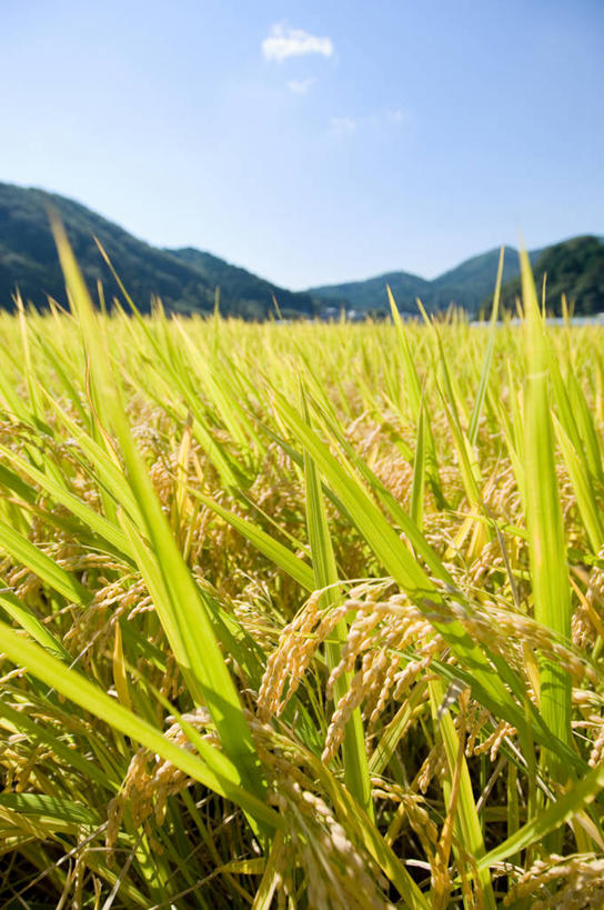 无人,农田,竖图,室外,白天,正面,旅游,度假,农业,庄稼,农作物,草地,草坪,石头,美景,山,山脉,植物,日本,亚洲,阴影,光线,石子,影子,稻田,景观,山峰,云,云朵,山峦,云彩,娱乐,草,树,树木,蓝色,绿色,白云,蓝天,天空,阳光,自然,群山,天,享受,休闲,景色,放松,生长,晴朗,成长,自然风光,东亚,本州,世界文化遗产,本州岛,日本国,近畿地方,近畿,兵库,兵库县,姬路,姬路市,石块,岩石,晴空,彩图,耕地,庄稼田