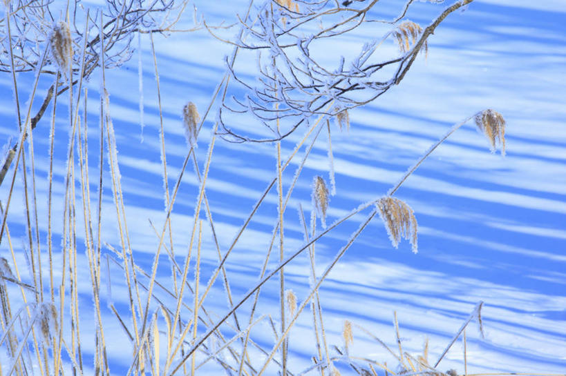 无人,横图,室外,白天,正面,旅游,度假,湖,湖泊,美景,水,植物,鸟,日本,亚洲,鸟类,湖面,景观,水流,水面,枝条,娱乐,树,树木,树枝,绿色,自然,湖水,享受,休闲,景色,放松,生长,成长,自然风光,东亚,本州,本州岛,日本国,东北地方,福岛,福岛县,虬枝,枝杈,百舌,反舌,鸫鸟,黑鸫,乌鸫,黑鸫鸟,乌鸪,中国黑鸫,彩图