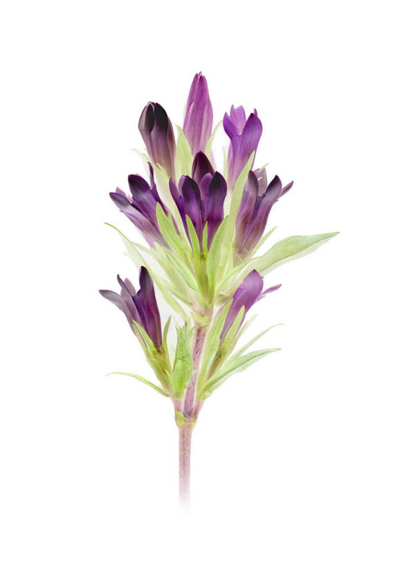 无人,竖图,室内,特写,白天,白色背景,正面,许多,盛开,很多,花蕾,花,花瓣,花朵,鲜花,紫色,花苞,花蕊,摄影,影棚,龙胆,龙胆花,彩图,影棚拍摄,拍摄,地胆头,苦地胆,三花龙胆