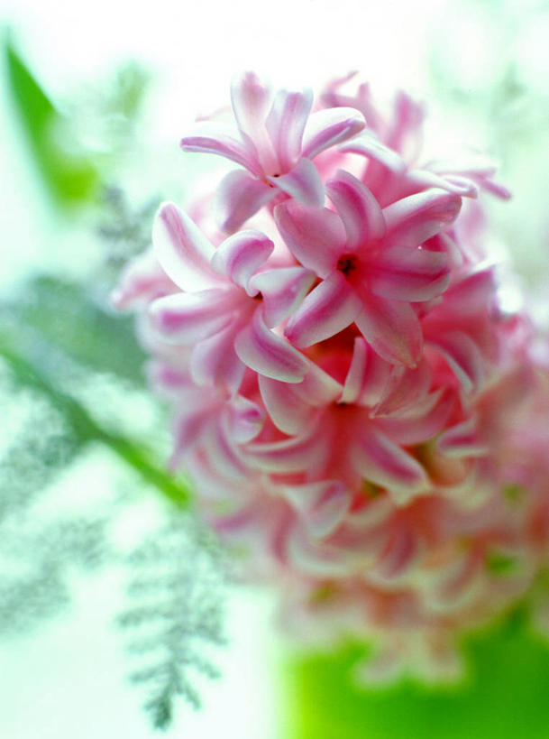 无人,竖图,室内,特写,白天,白色背景,正面,爱情,风信子,许多,阴影,朦胧,模糊,盛开,反射,影子,很多,花蕾,花,花瓣,花朵,鲜花,紫色,花苞,花蕊,摄影,影棚,悲伤,喜悦,风信花,怀念,悲哀,西洋水仙,彩图,影棚拍摄,拍摄