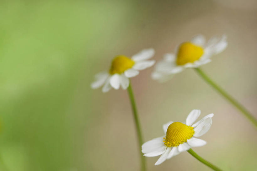 无人,横图,室外,特写,白天,正面,美景,植物,叶子,三朵,阴影,朦胧,模糊,盛开,光线,影子,景观,洋甘菊,花蕾,花,花瓣,花朵,花卉,鲜花,绿色,白色,阳光,自然,花苞,花蕊,菊花,景色,活力,力量,坚强,自然风光,交往,母菊,和好,彩图