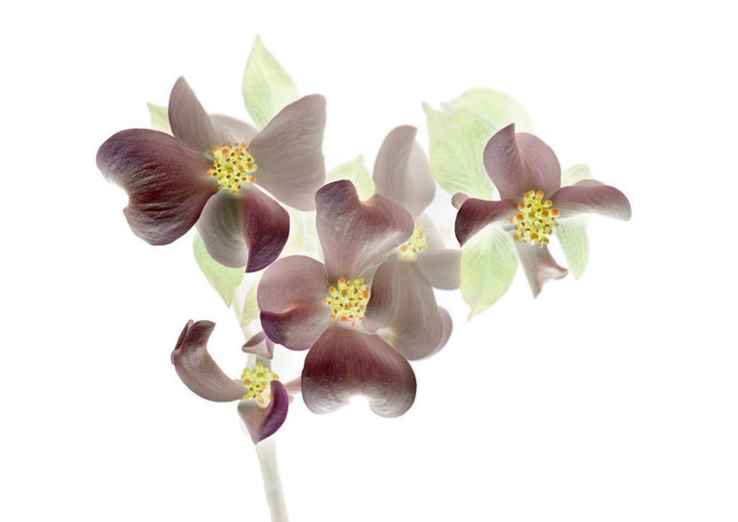 无人,横图,室内,特写,白天,白色背景,正面,五朵,装饰,盛开,花蕾,花,花瓣,花朵,鲜花,紫色,花苞,花蕊,摄影,影棚,华丽,修饰,点缀,山茱萸,衬托,美观,雅致,雅观,山萸肉,山芋肉,蜀酸枣,天木籽,药枣,萸肉,枣皮,彩图,影棚拍摄,拍摄