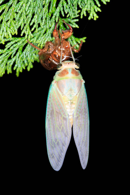 无人,竖图,室外,夜晚,正面,美景,植物,蝉,翅膀,昆虫,景观,枝条,注视,树,树木,树枝,一只,绿色,自然,动物,观察,看,景色,茧,生长,成长,观看,察看,关注,自然风光,蜕皮,害虫,蚱蝉,虬枝,枝杈,知了,彩图,全身