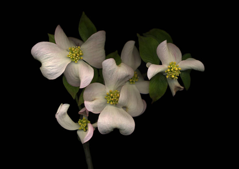 无人,横图,室内,特写,白天,正面,三朵,黑色背景,盛开,花蕾,花,花瓣,花朵,鲜花,白色,花苞,花蕊,摄影,影棚,山茱萸,山萸肉,山芋肉,蜀酸枣,天木籽,药枣,萸肉,枣皮,彩图,影棚拍摄,拍摄