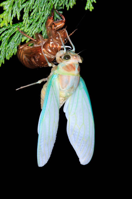 无人,竖图,室外,夜晚,美景,植物,蝉,翅膀,昆虫,景观,枝条,注视,树,树木,树枝,一只,背面,绿色,自然,动物,观察,看,景色,茧,生长,成长,观看,察看,关注,自然风光,蜕皮,害虫,蚱蝉,虬枝,枝杈,知了,彩图,全身