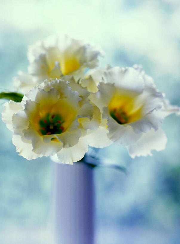 无人,竖图,室内,特写,白天,正面,爱情,智慧,风信子,花瓶,三朵,阴影,朦胧,模糊,艺术,装饰,盛开,反射,影子,陶瓷,陶瓷制品,花蕾,文化,花,花瓣,花朵,鲜花,插花,瓶子,花苞,花蕊,悲伤,华丽,修饰,喜悦,插花艺术,点缀,创造,风信花,创作,怀念,想象,悲哀,衬托,美观,雅致,雅观,西洋水仙,彩图