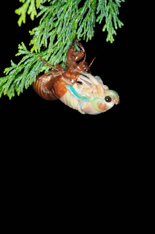 无人,竖图,室外,夜晚,侧面,美景,植物,蝉,翅膀,昆虫,景观,枝条,注视,树,树木,树枝,一只,绿色,自然,动物,观察,看,景色,茧,生长,成长,观看,察看,关注,自然风光,蜕皮,害虫,蚱蝉,虬枝,枝杈,知了,彩图,全身