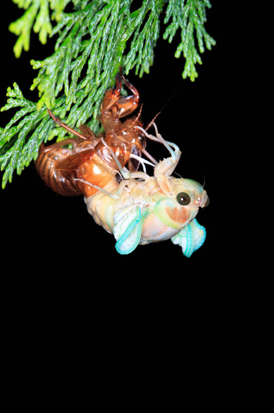 无人,竖图,室外,夜晚,侧面,美景,植物,蝉,翅膀,昆虫,景观,枝条,注视,树,树木,树枝,一只,绿色,自然,动物,观察,看,景色,茧,生长,成长,观看,察看,关注,自然风光,蜕皮,害虫,蚱蝉,虬枝,枝杈,知了,彩图,全身